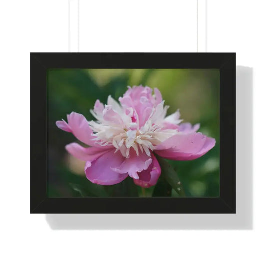 Elegant Pink Ranunculus Flower Poster - Stunning Room Decor! - 16″ × 12″ / Black