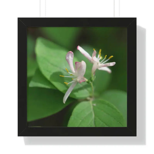 Transform your Space: Timeless Framed White Flowers Poster - 16″ x / Black