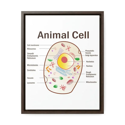 Elevate your Space: Animal Cell Diagram Gallery Canvas Wrap - 11″ x 14″ / Premium Wraps (1.25″) / Walnut