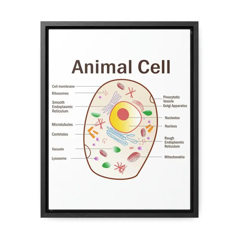 Elevate your Space: Animal Cell Diagram Gallery Canvas Wrap - 11″ x 14″ / Premium Wraps (1.25″) / Black