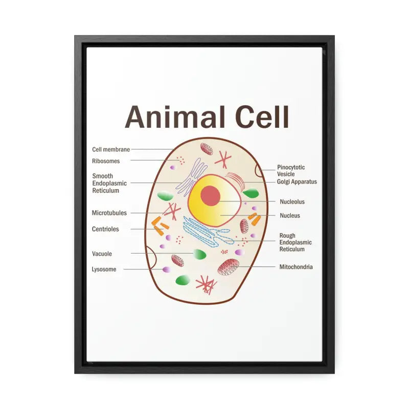 Elevate your Space: Animal Cell Diagram Gallery Canvas Wrap - 12″ x 16″ / Premium Wraps (1.25″) / Black