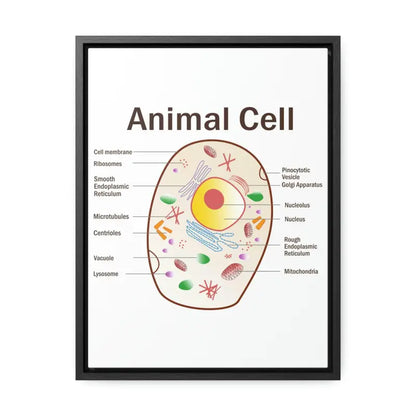 Elevate your Space: Animal Cell Diagram Gallery Canvas Wrap - 12″ x 16″ / Premium Wraps (1.25″) / Black