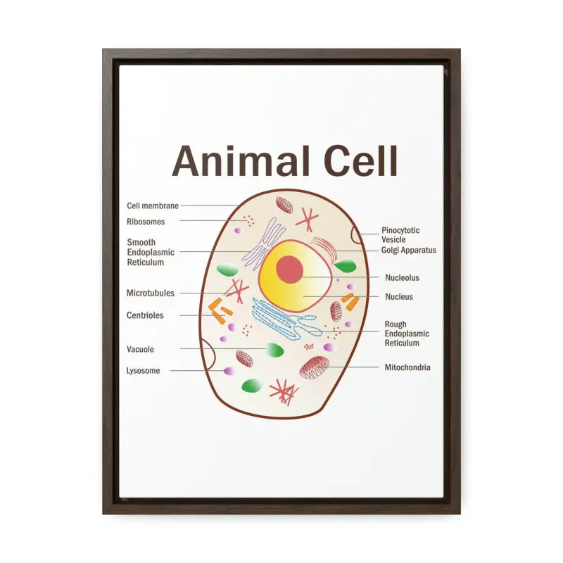 Elevate your Space: Animal Cell Diagram Gallery Canvas Wrap - 12″ x 16″ / Premium Wraps (1.25″) / Walnut