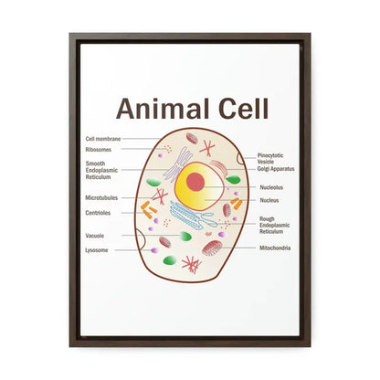 Elevate your Space: Animal Cell Diagram Gallery Canvas Wrap - 12″ x 16″ / Premium Wraps (1.25″) / Walnut