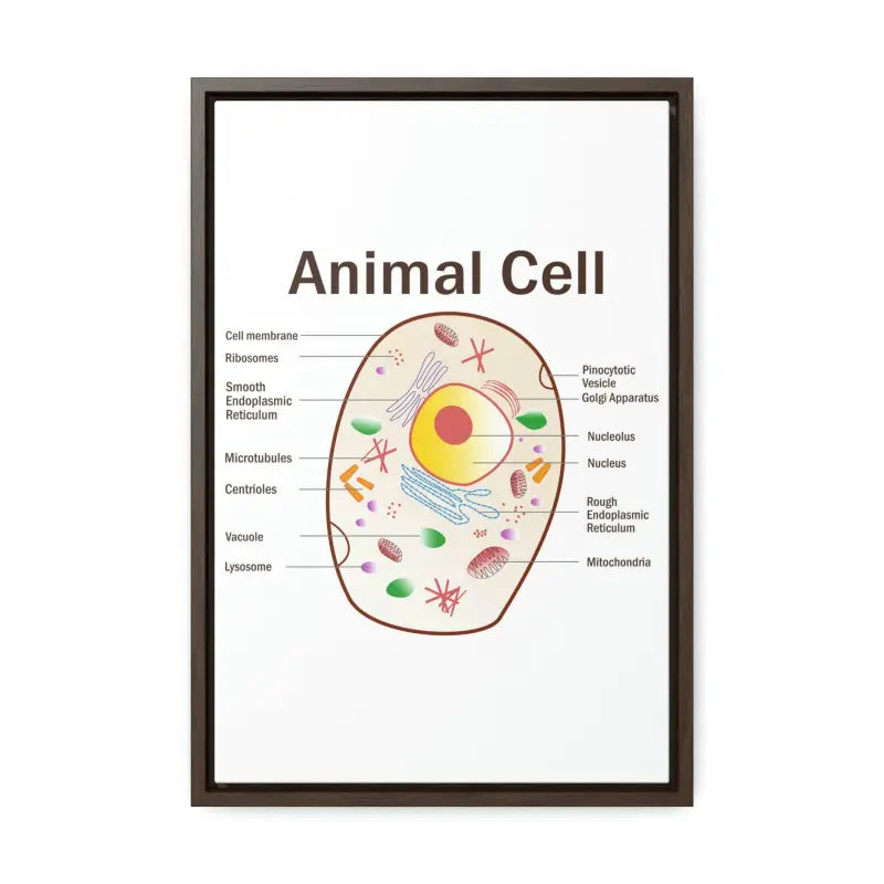 Elevate your Space: Animal Cell Diagram Gallery Canvas Wrap - 12″ x 18″ / Premium Wraps (1.25″) / Walnut