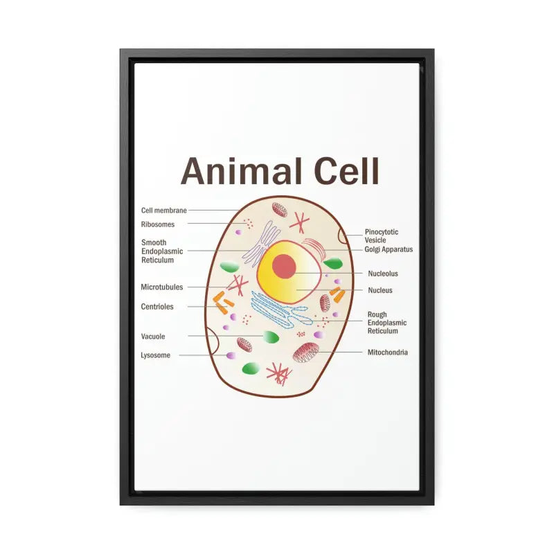 Elevate your Space: Animal Cell Diagram Gallery Canvas Wrap - 12″ x 18″ / Premium Wraps (1.25″) / Black