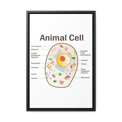 Elevate your Space: Animal Cell Diagram Gallery Canvas Wrap - 12″ x 18″ / Premium Wraps (1.25″) / Black