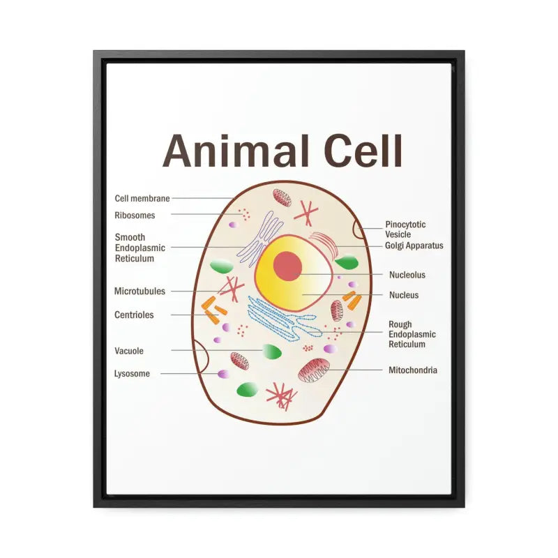 Elevate your Space: Animal Cell Diagram Gallery Canvas Wrap - 16″ x 20″ / Premium Wraps (1.25″) / Black