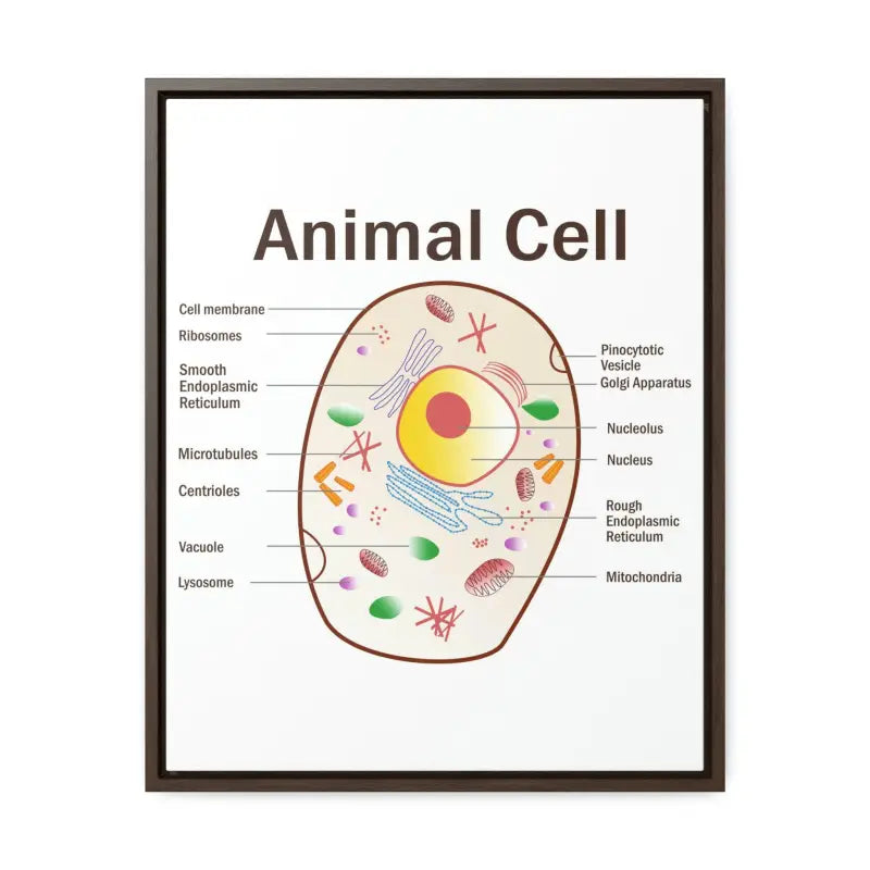 Elevate your Space: Animal Cell Diagram Gallery Canvas Wrap - 16″ x 20″ / Premium Wraps (1.25″) / Walnut