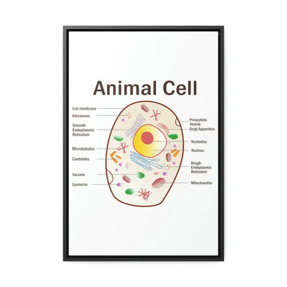 Elevate your Space: Animal Cell Diagram Gallery Canvas Wrap - 16″ x 24″ / Premium Wraps (1.25″) / Black