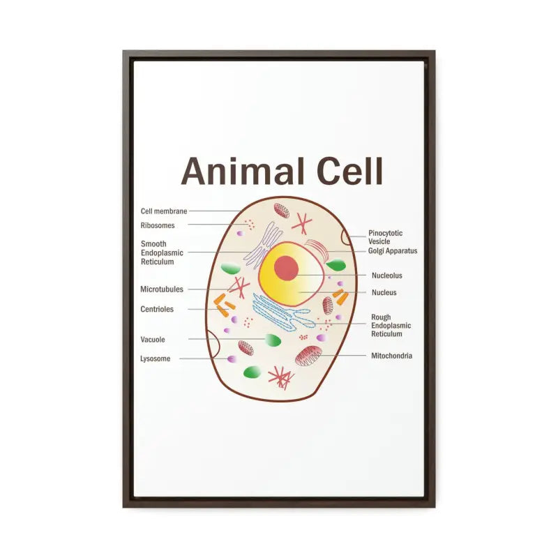 Elevate your Space: Animal Cell Diagram Gallery Canvas Wrap - 16″ x 24″ / Premium Wraps (1.25″) / Walnut