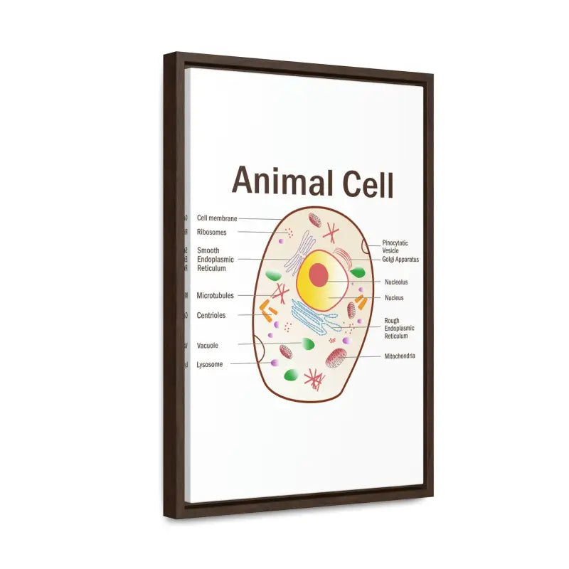 Elevate your Space: Animal Cell Diagram Gallery Canvas Wrap