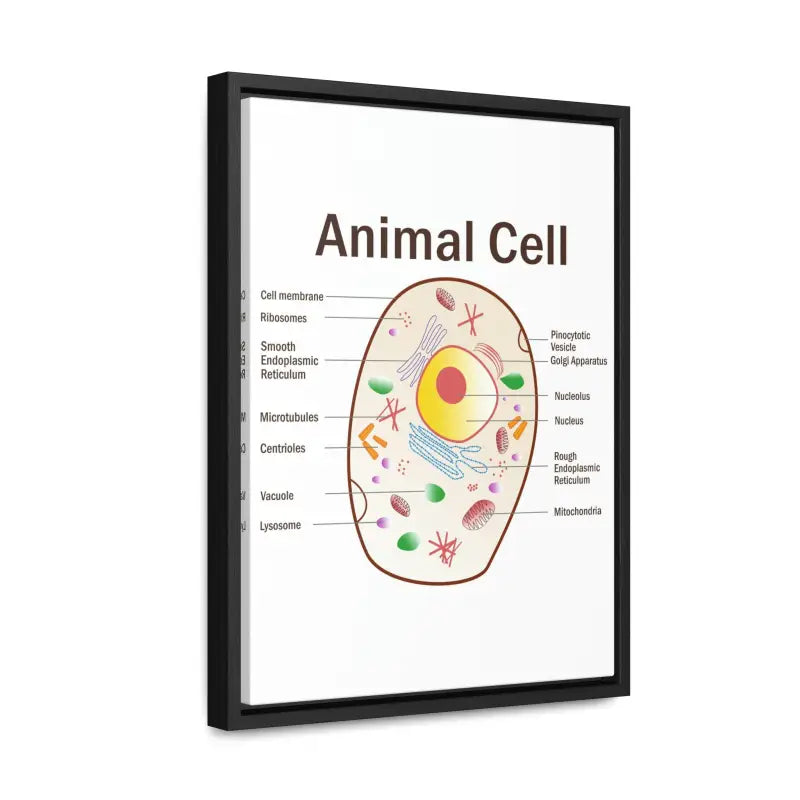 Elevate your Space: Animal Cell Diagram Gallery Canvas Wrap