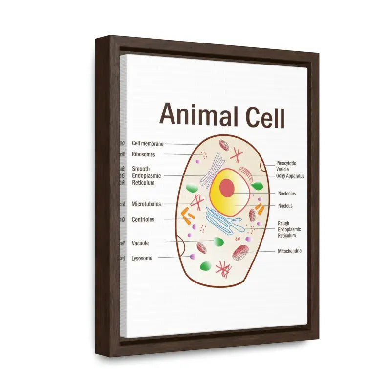 Elevate your Space: Animal Cell Diagram Gallery Canvas Wrap