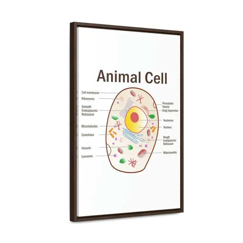 Elevate your Space: Animal Cell Diagram Gallery Canvas Wrap