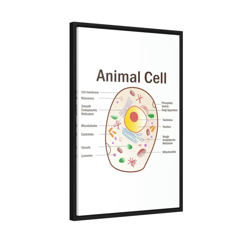 Elevate your Space: Animal Cell Diagram Gallery Canvas Wrap