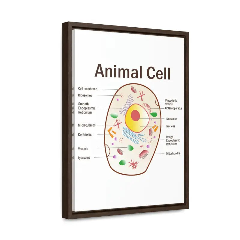 Elevate your Space: Animal Cell Diagram Gallery Canvas Wrap