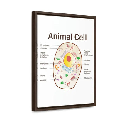 Elevate your Space: Animal Cell Diagram Gallery Canvas Wrap