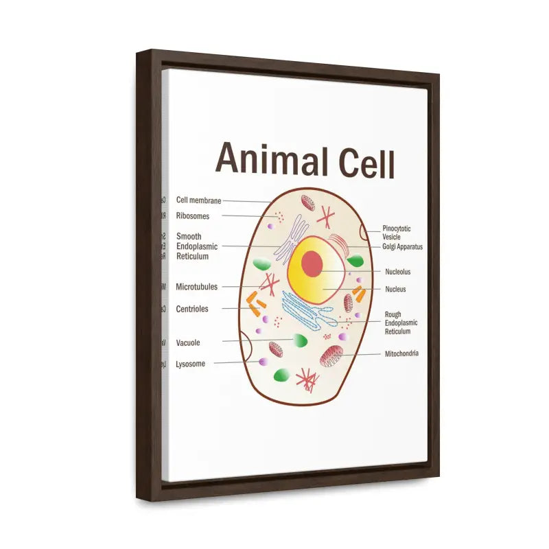 Elevate your Space: Animal Cell Diagram Gallery Canvas Wrap