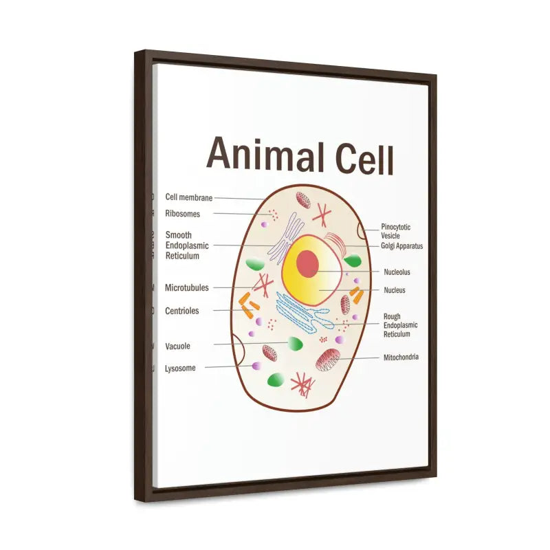 Elevate your Space: Animal Cell Diagram Gallery Canvas Wrap