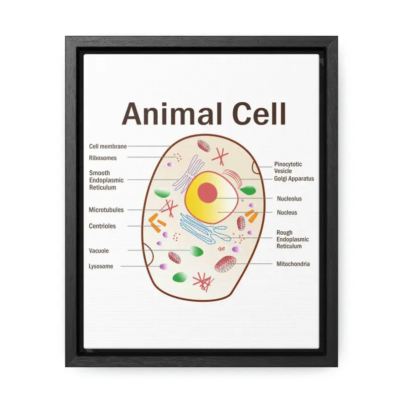 Elevate your Space: Animal Cell Diagram Gallery Canvas Wrap - 8″ x 10″ / Premium Wraps (1.25″) / Black