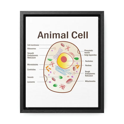 Elevate your Space: Animal Cell Diagram Gallery Canvas Wrap - 8″ x 10″ / Premium Wraps (1.25″) / Black