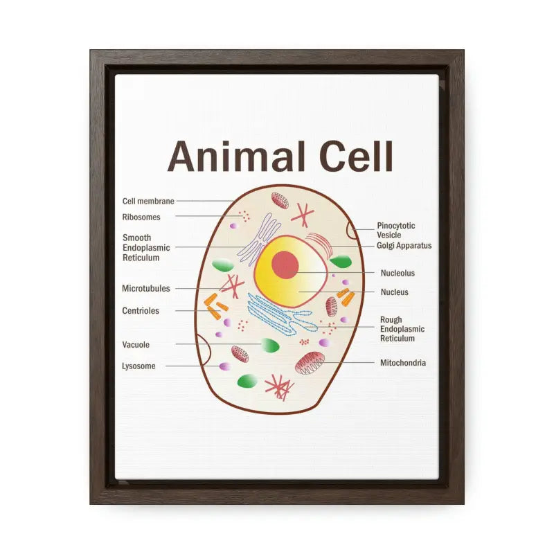 Elevate your Space: Animal Cell Diagram Gallery Canvas Wrap - 8″ x 10″ / Premium Wraps (1.25″) / Walnut