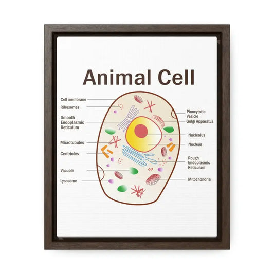 Elevate your Space: Animal Cell Diagram Gallery Canvas Wrap - 8″ x 10″ / Premium Wraps (1.25″) / Walnut