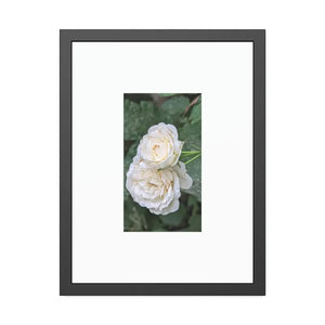 Framed Paper Posters White Roses Fine Art - Dipaliz - 18″ x 24″ (vertical) / Black Frame / Semi Glossy - Prints &