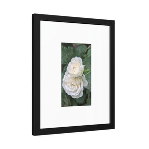 Framed Paper Posters White Roses Fine Art - Dipaliz - Prints & Visual Artwork