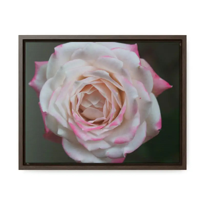 Elevate your Space with Pinkish White Rose Canvas Wrap - 14″ x 11″ / Walnut / Premium Gallery Wraps (1.25″)