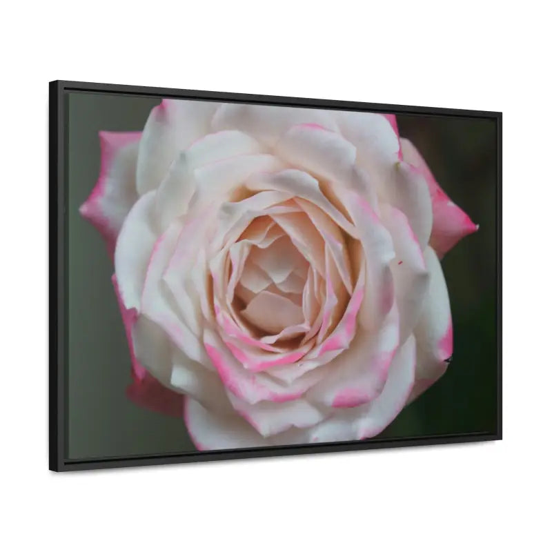 Elevate your Space with Pinkish White Rose Canvas Wrap