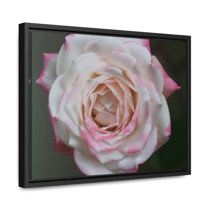 Elevate your Space with Pinkish White Rose Canvas Wrap