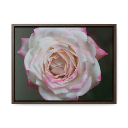 Elevate your Space with Pinkish White Rose Canvas Wrap - 16″ x 12″ / Walnut / Premium Gallery Wraps (1.25″)