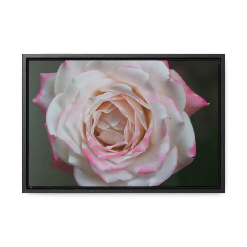 Elevate your Space with Pinkish White Rose Canvas Wrap - 18″ x 12″ / Black / Premium Gallery Wraps (1.25″)