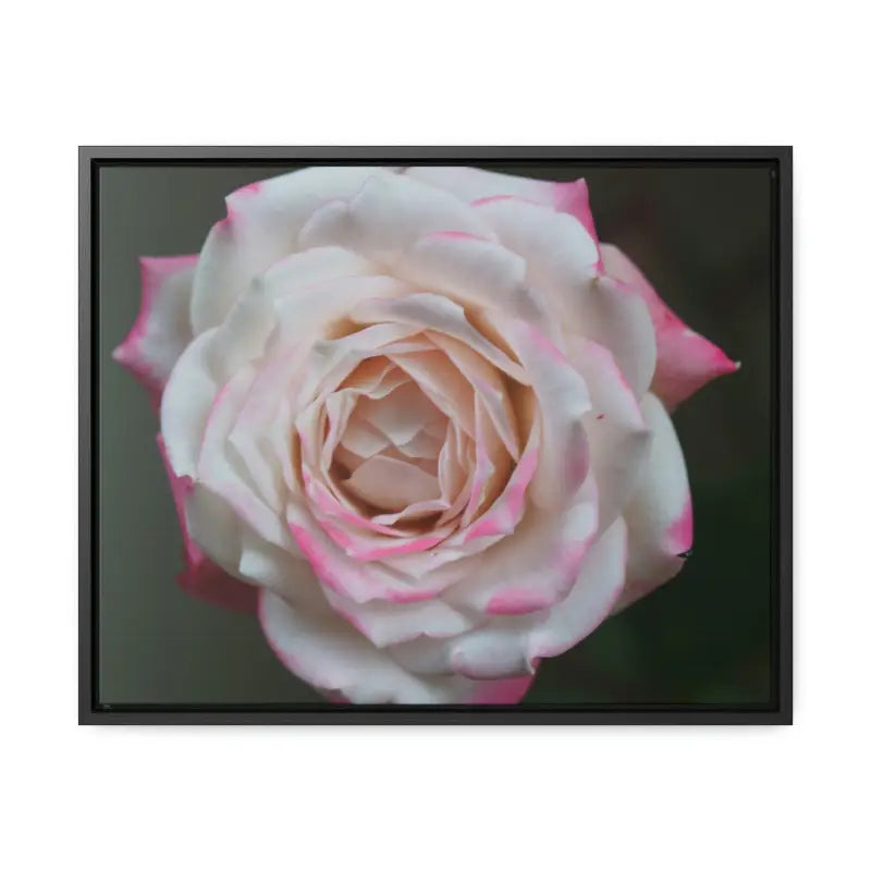 Elevate your Space with Pinkish White Rose Canvas Wrap - 20″ x 16″ / Black / Premium Gallery Wraps (1.25″)