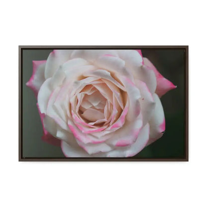 Elevate your Space with Pinkish White Rose Canvas Wrap - 24″ x 16″ / Walnut / Premium Gallery Wraps (1.25″)