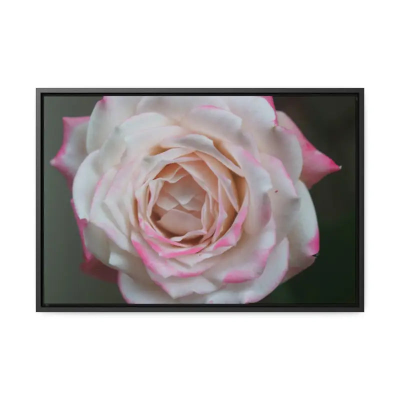 Elevate your Space with Pinkish White Rose Canvas Wrap - 24″ x 16″ / Black / Premium Gallery Wraps (1.25″)