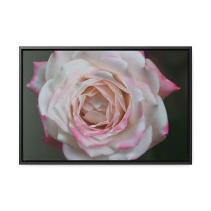 Elevate your Space with Pinkish White Rose Canvas Wrap - 24″ x 16″ / Black / Premium Gallery Wraps (1.25″)