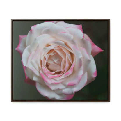 Elevate your Space with Pinkish White Rose Canvas Wrap - 24″ x 20″ / Walnut / Premium Gallery Wraps (1.25″)