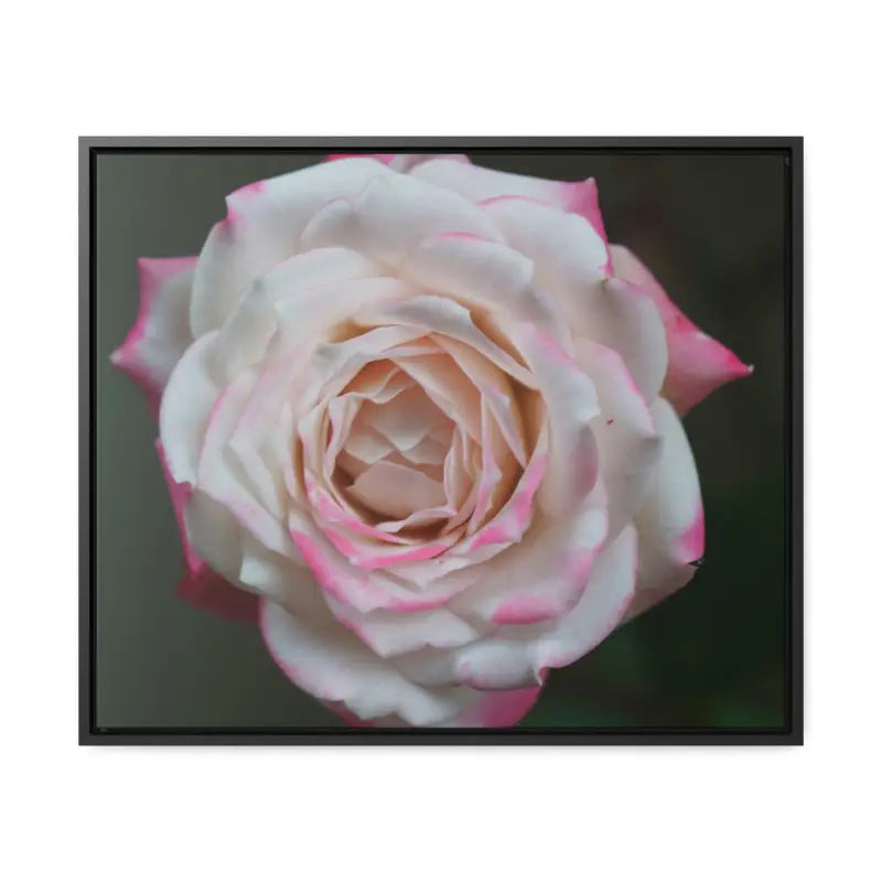 Elevate your Space with Pinkish White Rose Canvas Wrap - 24″ x 20″ / Black / Premium Gallery Wraps (1.25″)