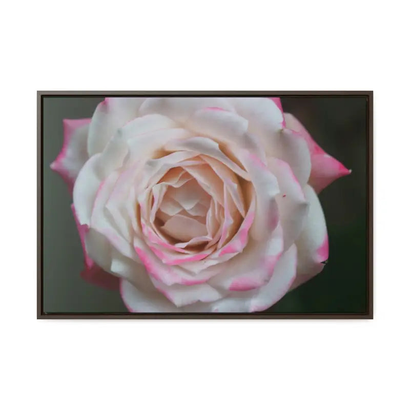 Elevate your Space with Pinkish White Rose Canvas Wrap - 30″ x 20″ / Walnut / Premium Gallery Wraps (1.25″)