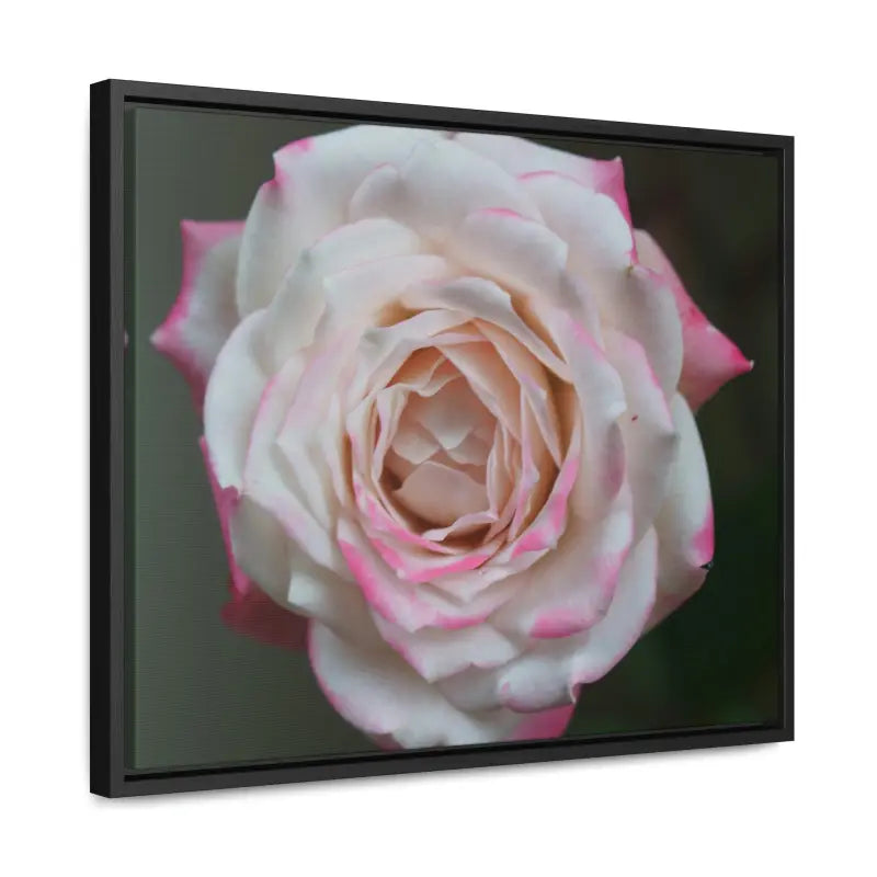 Elevate your Space with Pinkish White Rose Canvas Wrap