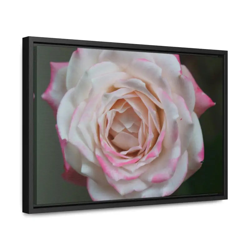 Elevate your Space with Pinkish White Rose Canvas Wrap