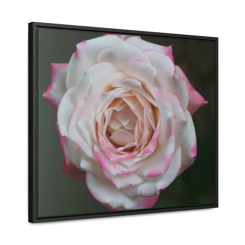 Elevate your Space with Pinkish White Rose Canvas Wrap