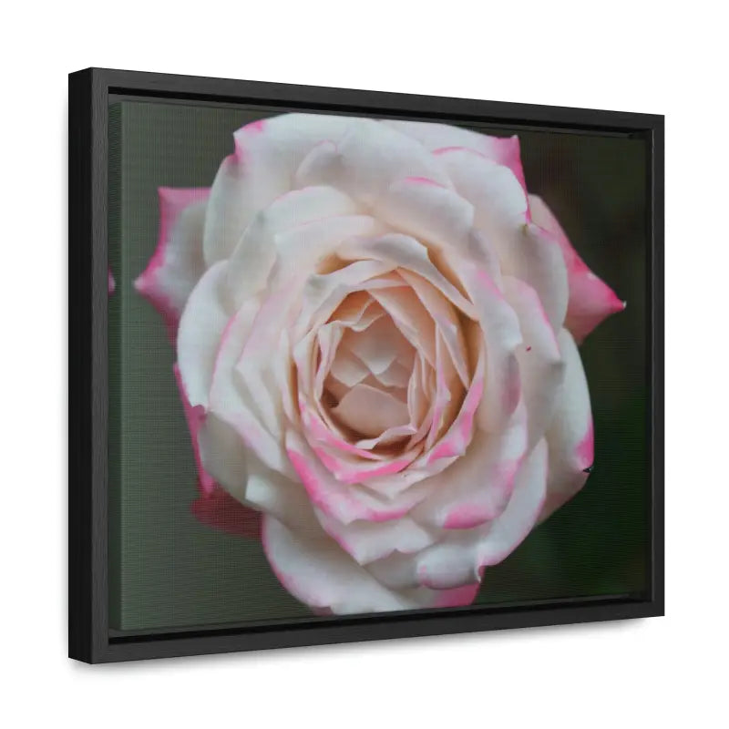 Elevate your Space with Pinkish White Rose Canvas Wrap