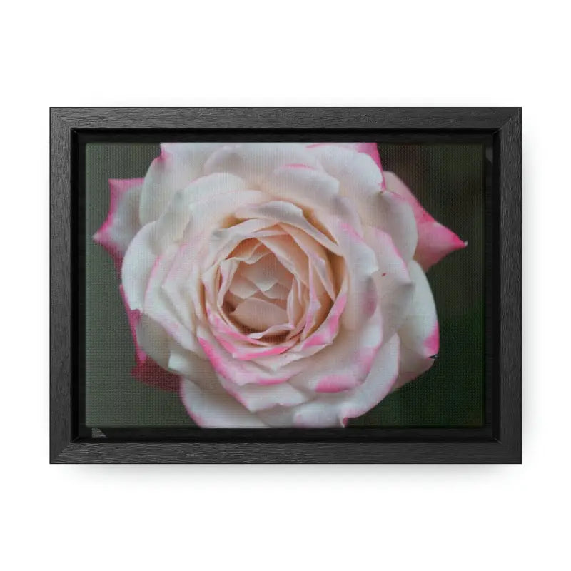 Elevate your Space with Pinkish White Rose Canvas Wrap - 7″ x 5″ / Black / Premium Gallery Wraps (1.25″)