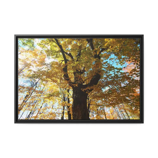 Cozy Autumn Magic: Yellow Leaves Matte Canvas Art - 30″ x 20″ (horizontal) / Black / 1.25’’