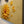 Golden Dandelion Canvas Minimalist Abstract Wall Art Dipaliz - Paintings