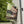 Congrats Garden Banner – Graduating Owl Canvas - Dipaliz - Flags & Windsocks